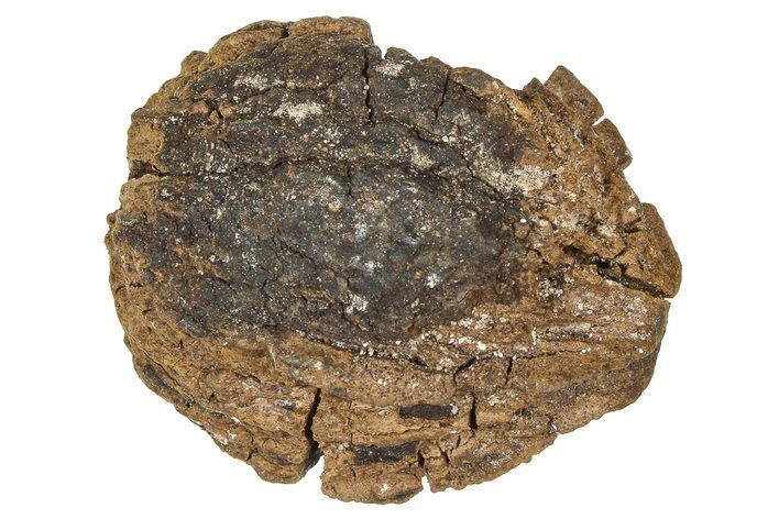 Pliocene Fossil Hickory Tree (Carya) Nut - France #365390